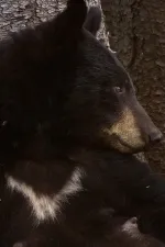 L'Ourse Noire et le Bout du Monde