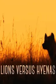 Lions versus Hyenas