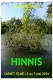 Hinnis