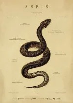 Aspis