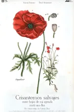 Crisantemos salvajes entre hojas de mi agenda metí una flor