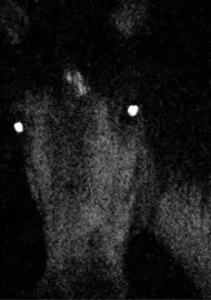 Voyage au pays des vampires