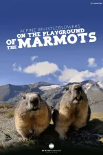 Alpine Whistleblowers - on the playground of the marmots