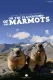 Alpine Whistleblowers - on the playground of the marmots
