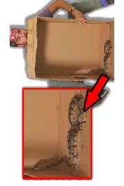 Kutuda Ne Var? - Melih'e Eşek Şakası Yaptık