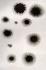 Animation from Poland Residence