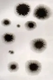 Animation from Poland Residence