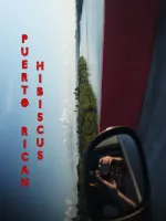 Puerto Rican Hibiscus