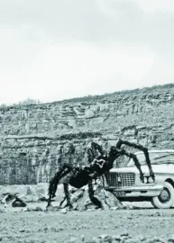 Tant que s'illuminera l'animal stratifié