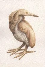 The Golden Squacco Heron