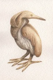 The Golden Squacco Heron