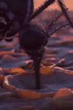 A reason to wake up in the evening