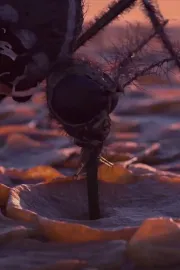 A reason to wake up in the evening