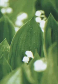 Rushing Green with Horses