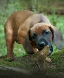 Pohádky pro štěňátka