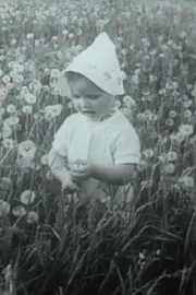 Pro žydinčią liepą