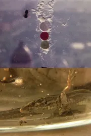 Fuegos Artificiales Foco Proyector apto. Con Burbana avispa bombilla filamento Poti