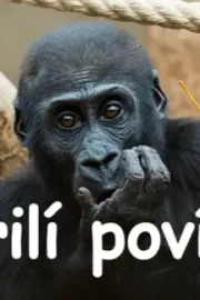 Gorilí povídání