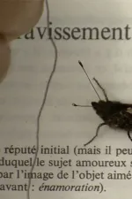 L’amour sur le chemin des roncettes