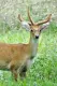 Sangai: The Dancing Deer of Manipur