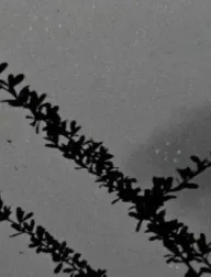 Les choses qui résistent à l'épreuve du temps