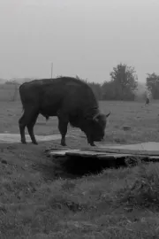 Gdzie jest ten wielki las?