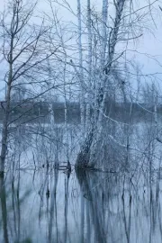 Немає тіні у лісі