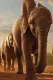 Wild Life - Elephants