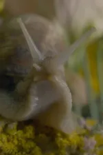 Die Krone der Schöpfung