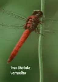 Uma libélula vermelha