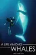 Life Among Whales, A