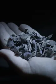 Queste cose non avvennero mai ma sono sempre