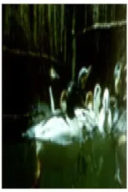 Птици и риби