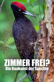 O datlech a dutinách