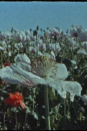 Apokalypsa včera, dnes, zítra a pozítří