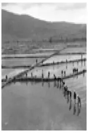 Додека владееше оризот