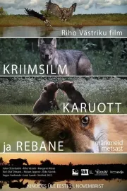 Kriimsilm, karuott ja rebane. Märkmeid metsast