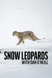 Snow Leopards with Dan O'Neill